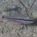 Image of Bridled cardinalfish