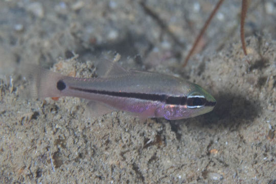 Image of Bridled cardinalfish