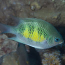 Image of Staghorn damsel