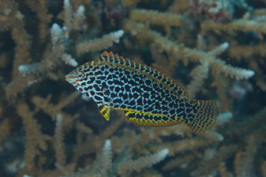 Image of Blackspotted wrasse