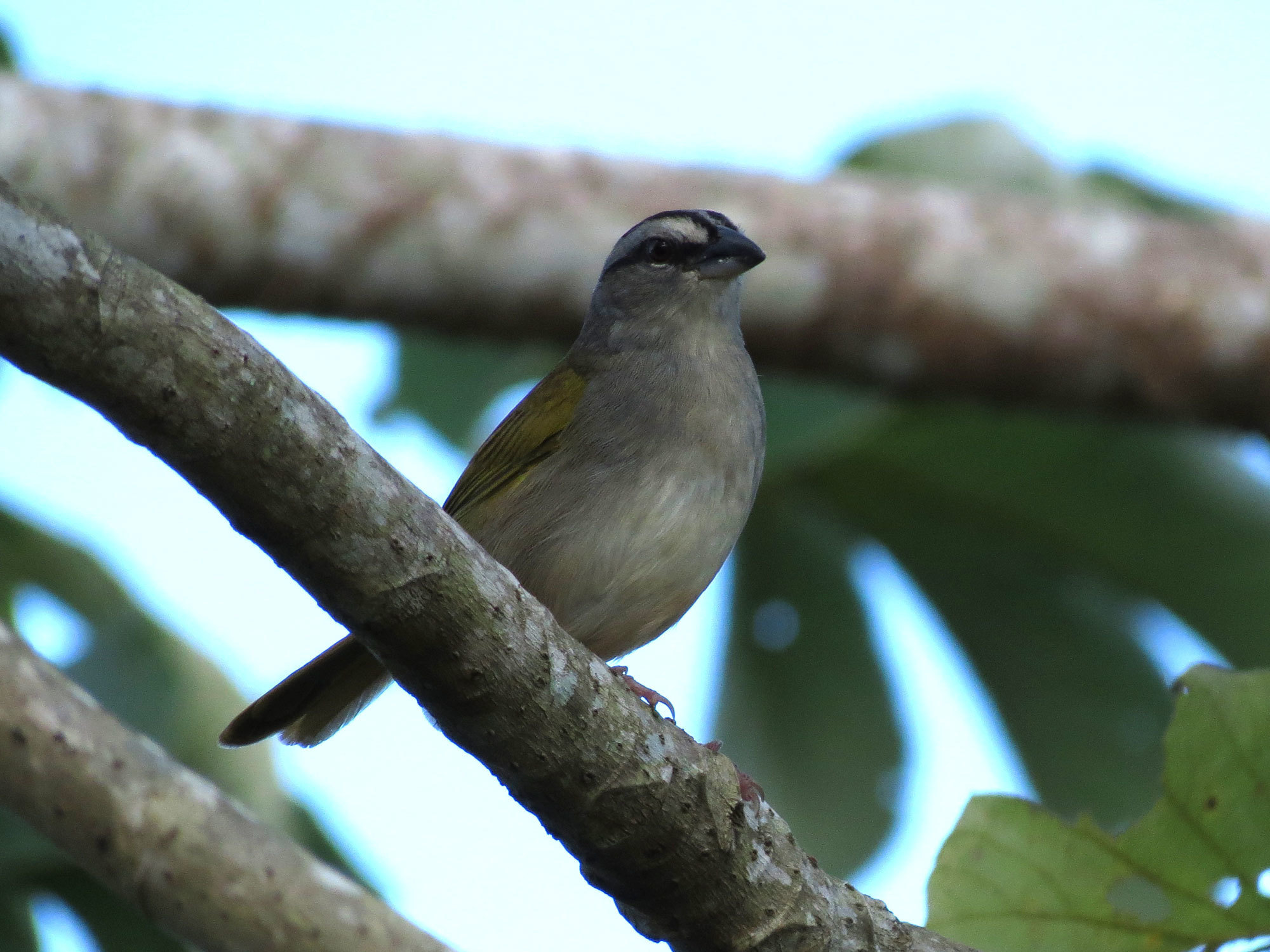 Image of Arremonops conirostris (Bonaparte 1850)