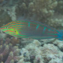Image of Hoeven's wrasse