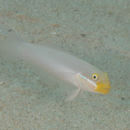 Image of Blueband goby