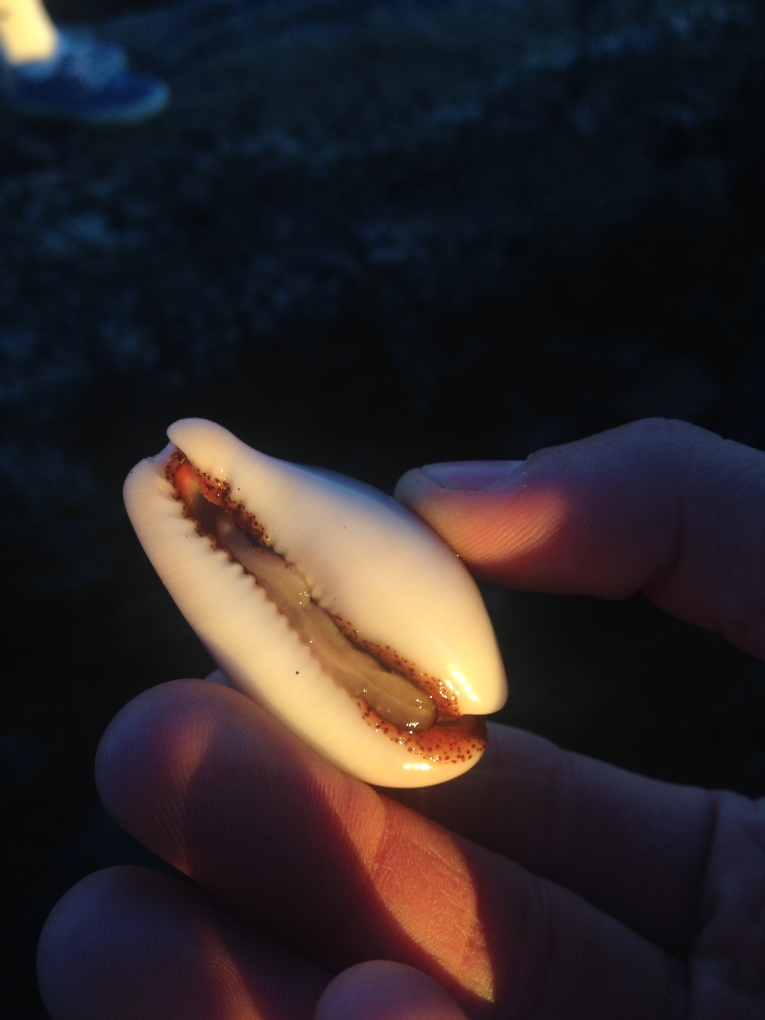 Image of chestnut cowrie