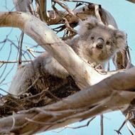 Image of Koala