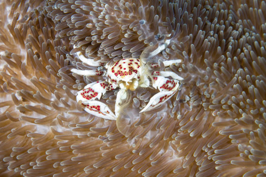 Image of <i>Neopetrolisthes maculatus</i> (H. Milne Edwards 1837)