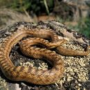 Image of Coronella girondica (Daudin 1803)