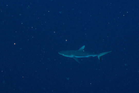 Image of Gray Reef Shark