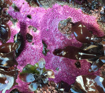 Image of Stylantheca papillosa (Dall 1884)