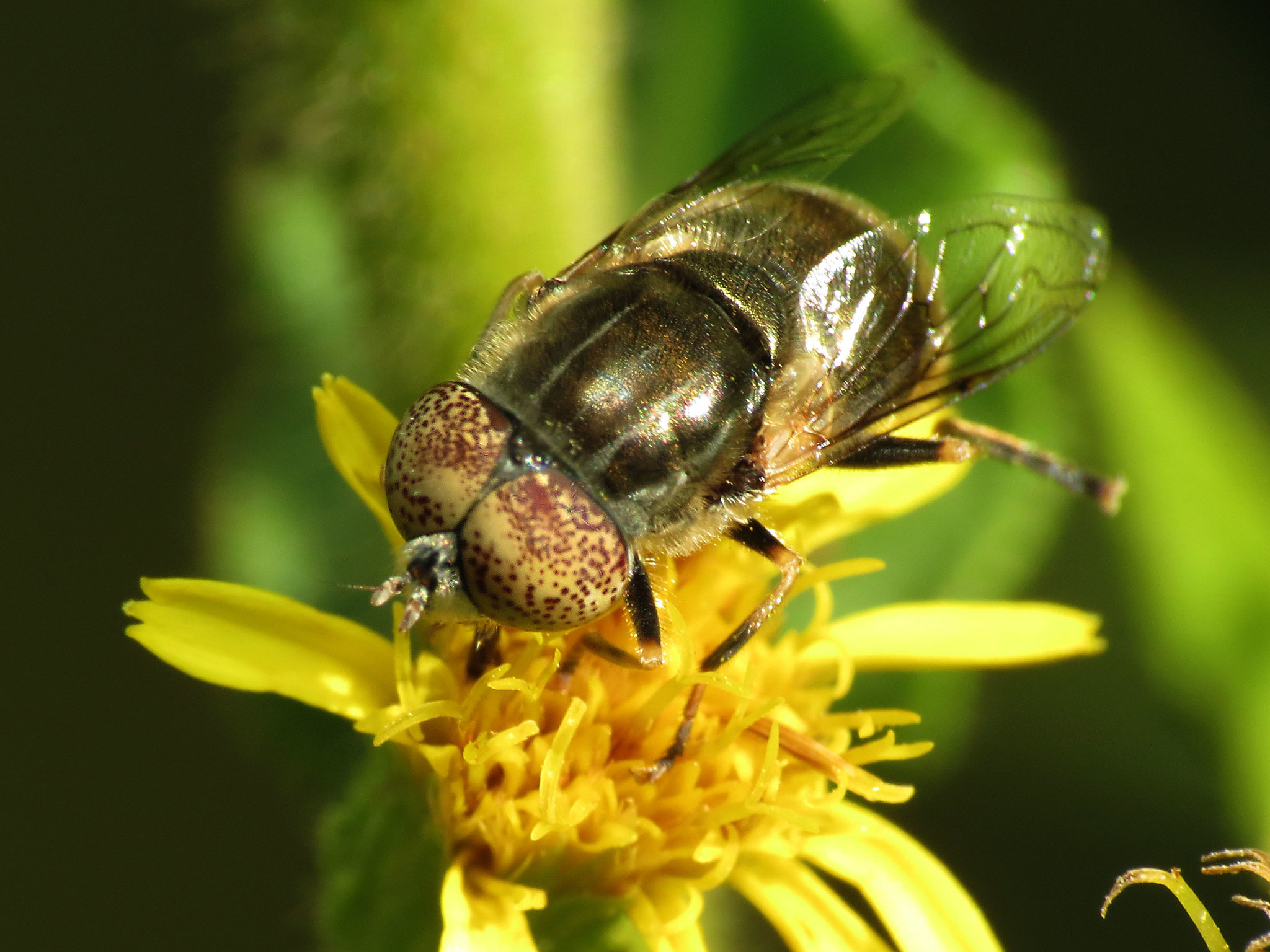 syrphid-fly-encyclopedia-of-life