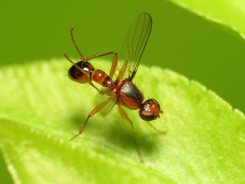 Image of Black scavenger fly