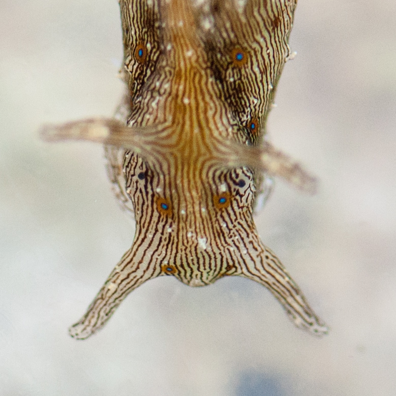 Image of Stylocheilus striatus (Quoy & Gaimard 1832)