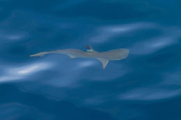 Image of Blacktip Reef Shark