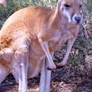 Image of red kangaroo