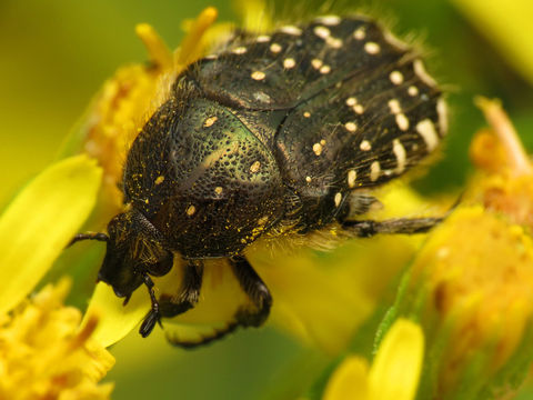 Image of <i>Oxythyrea funesta</i> (Poda 1761)