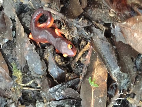 Image of Monterey Ensatina