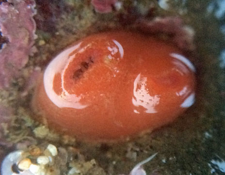 Image of <i>Cnemidocarpa finmarkiensis</i>
