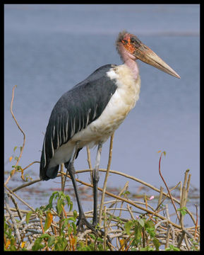 Image of Marabou Stork