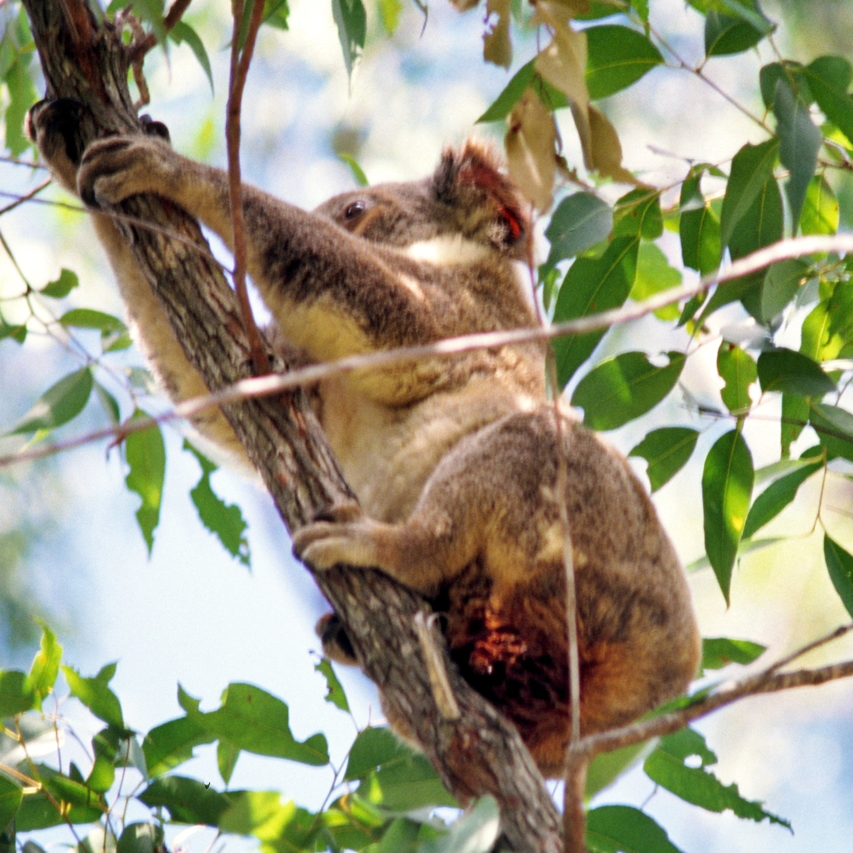 Image of Koala