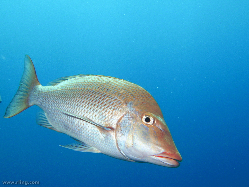 Lethrinus nebulosus