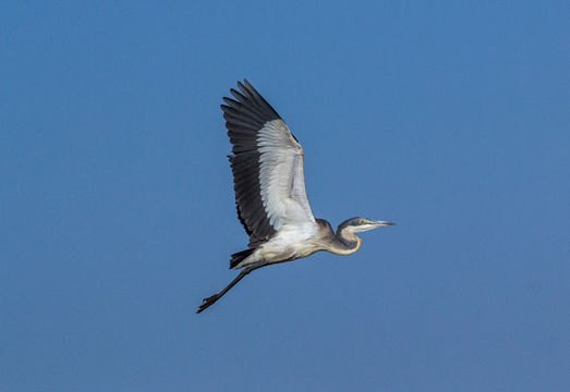 Image of Black-headed Heron