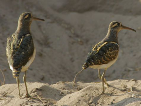 Image of Greater Painted Snipe