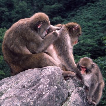 Image of Japanese Macaque