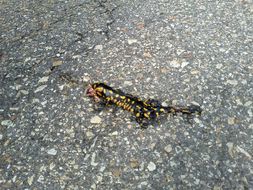 Image of Fire Salamander