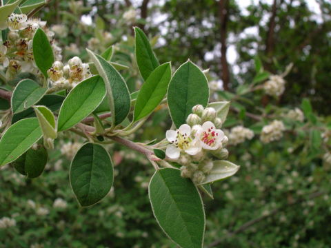 Image of <i>Cotoneaster franchetii</i>