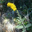 Image of <i>Solidago velutina californica</i>