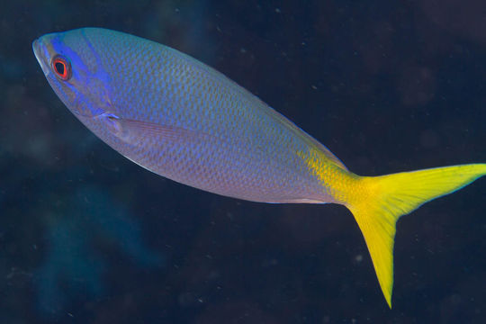 Image of Deep-bodied fusilier