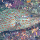 Image of Slender grouper