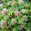 Image of <i>Trifolium glomeratum</i>