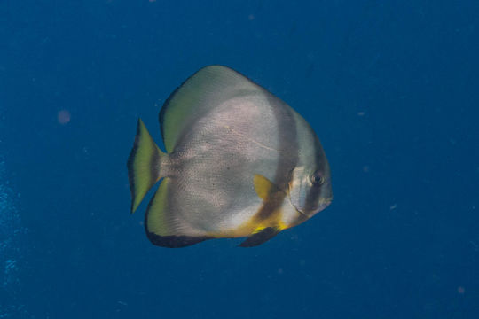Image of Orbicular batfish