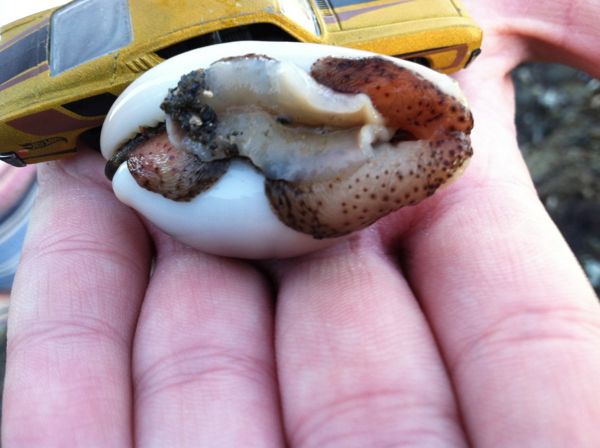 Image of chestnut cowrie