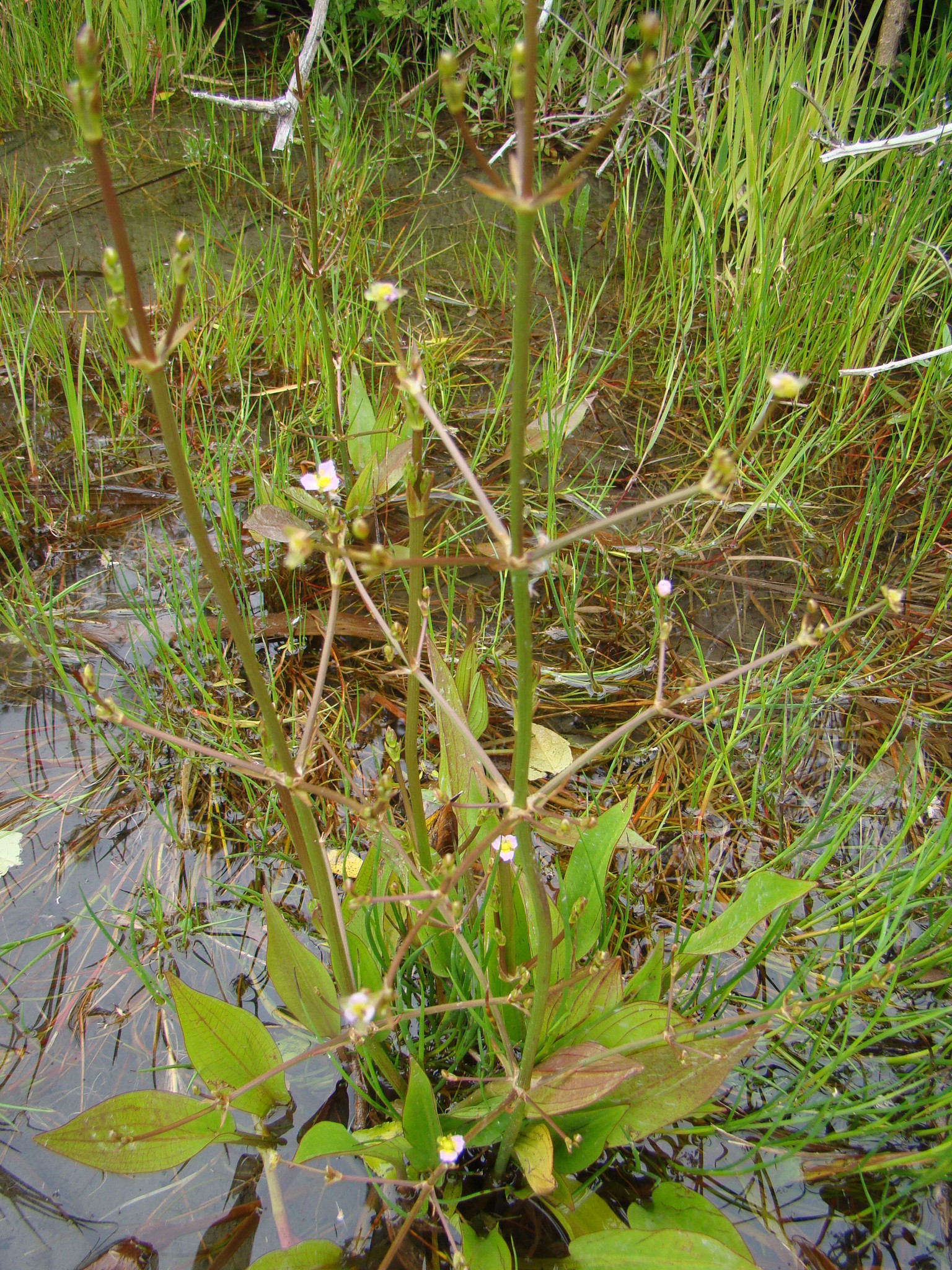 Image of <i>Alisma plantago-aquatica</i>