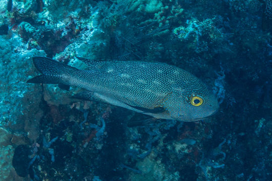 Image of Midnight seaperch