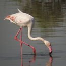 Image of Greater Flamingo
