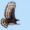 Image of Crowned Hawk-Eagle