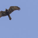 Image of African Marsh Harrier