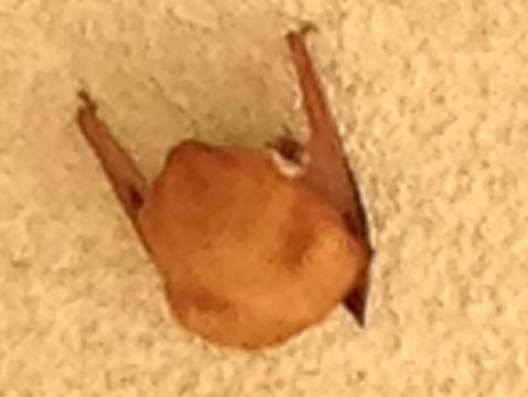 18.https www inaturalist org photos 1415181.580x360
