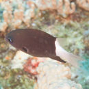 Image of Bicolor chromis