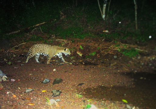 18.https www inaturalist org photos 1415428.580x360