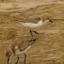 Image of Red-necked Stint