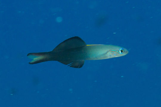 Image of blackfin dartfish