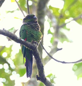 18.https www inaturalist org photos 1416785.580x360