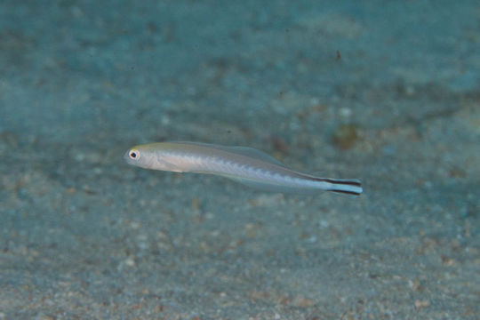 Image of quakerfish