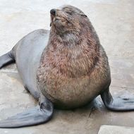 Image of Cape fur seal