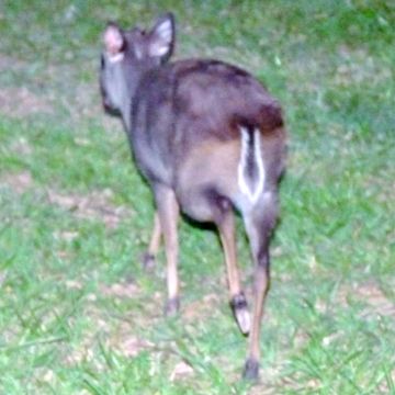 Image of Blue Duiker