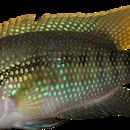 Image of eightbanded cichlid